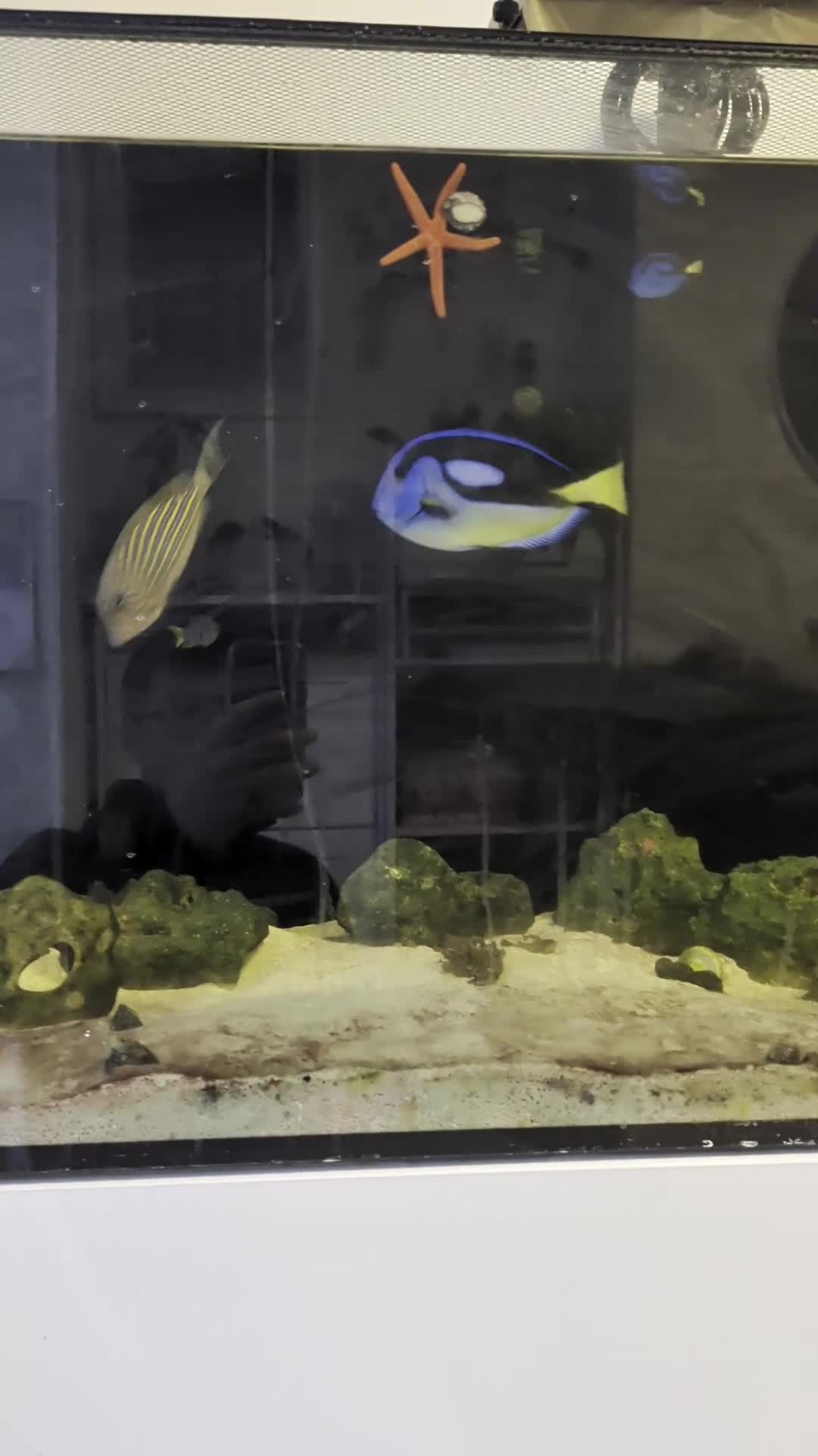 Catfish fish for sale: Sea Walter fishes for sale - Video 1