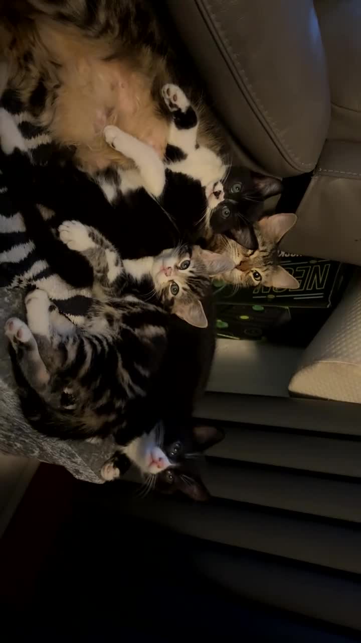 Mixed Breed cats for sale: 2 tuxedo kittens for sale - Video 1