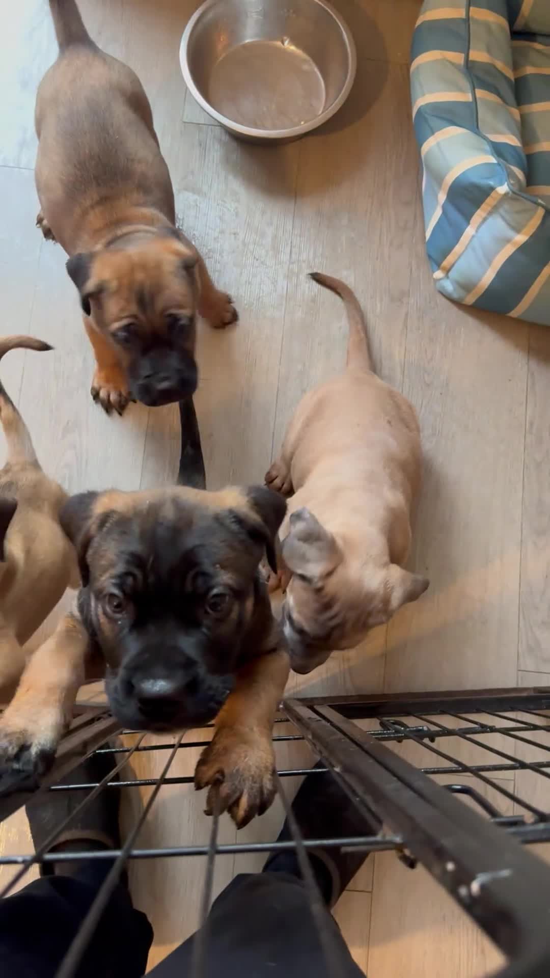 Cane Corso dogs for sale: Ready now 4 beautiful caneCorso pups - Video 1