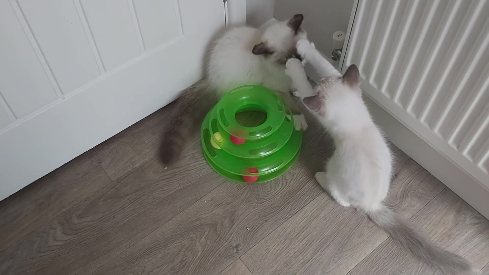 Ragdoll cats for sale: RAGDOLLS SEAL POINT BICOLOUR GIRLS BLUE EYES  - Video 4