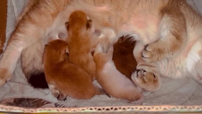 Scottish Fold cats for stud: GOLD CHINCHILLA SCOTTISH STRAIGHT PEDIGREE. STUD in London - Video 1
