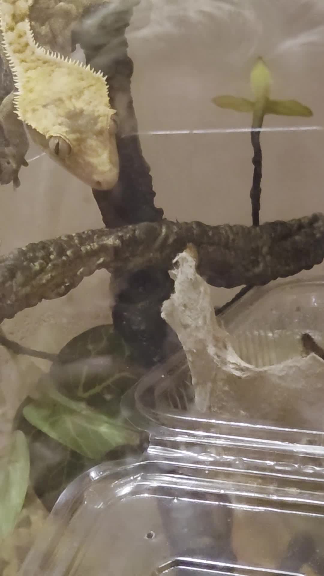 Gecko reptiles for sale: Female crested gecko and enclosure  - Video 1