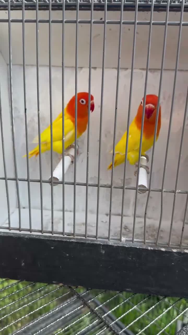 Lovebirds birds for sale: Lovebirds  - Video 1