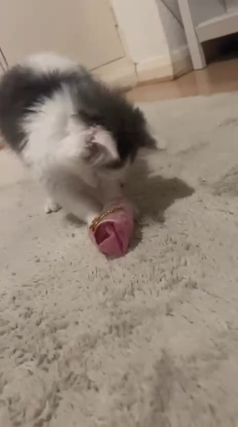 Mixed Breed cats for sale: Kittens for sale - Video 1