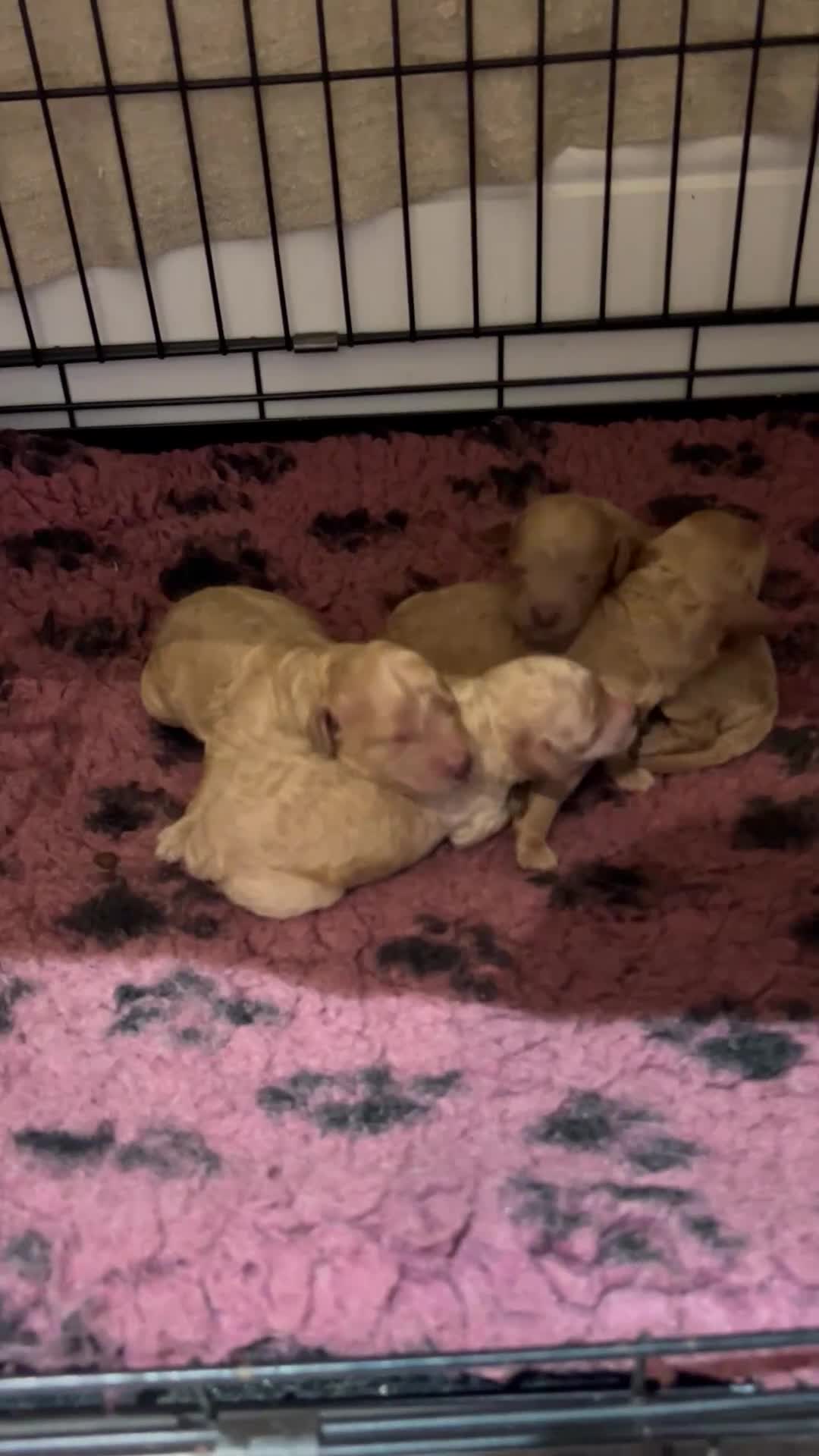 Cockapoo dogs for sale: Cockapoo Puppies Looking for Loving Homes - Video 1