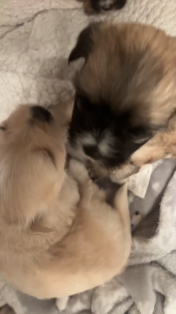 Mixed Breed dogs for sale: 3 Beautiful Chorkies girls - Video 4