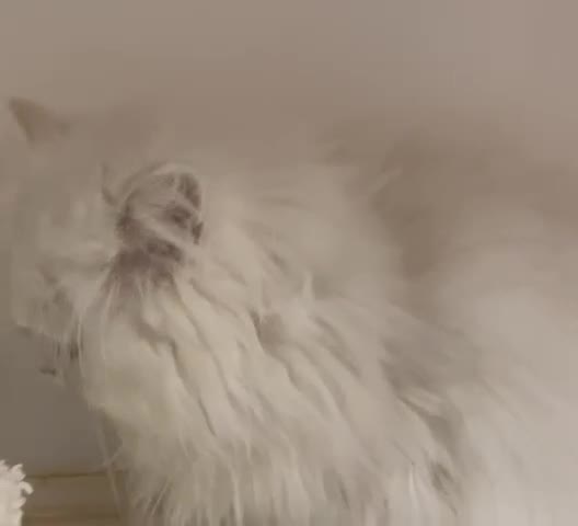 Persian cats for sale: Silver Chinchilla Persians Available! - Video 2