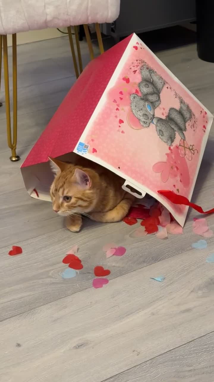 Mixed Breed cats for sale: Ginger cat for sale - Video 1