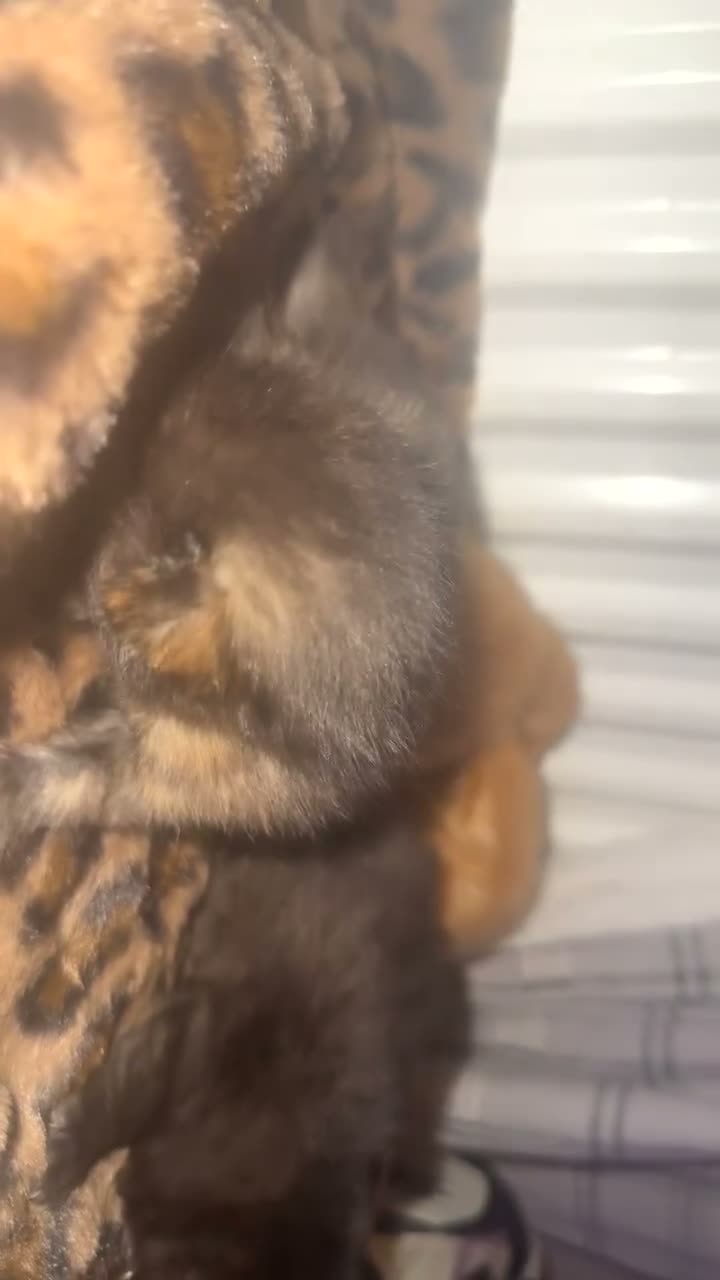 Mixed Breed cats for sale: 4 lovely kittens available  - Video 1