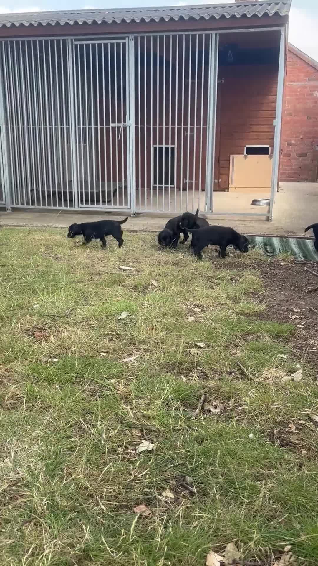 Cocker Spaniel dogs for sale: Cocker Spaniel male left KC Registered Docked  - Video 1
