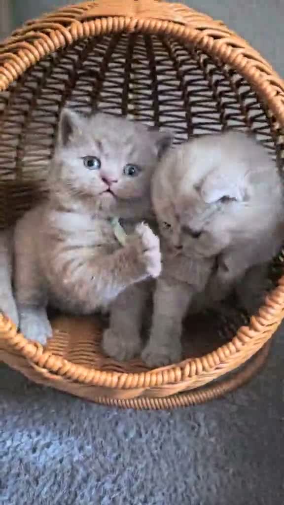 British Shorthair cats for sale: British Shorthair Male Kittens - Video 1