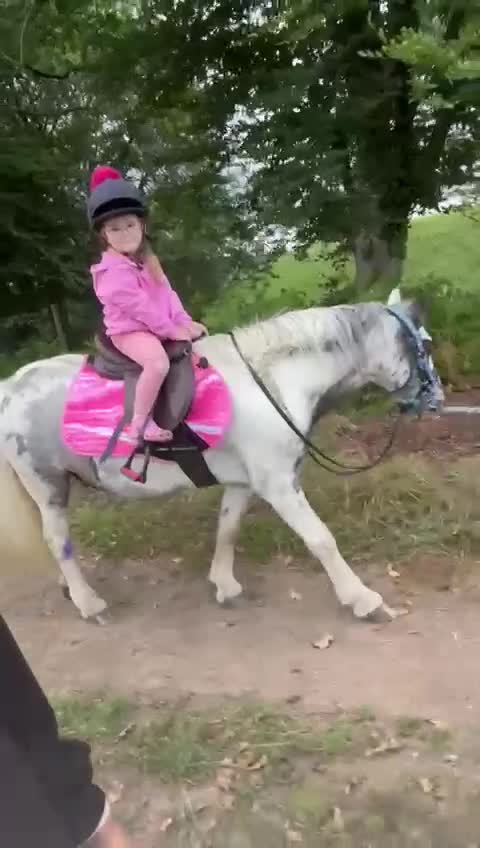 Miniature horses for sale: Children’s Lead Rein Pony - Video 4