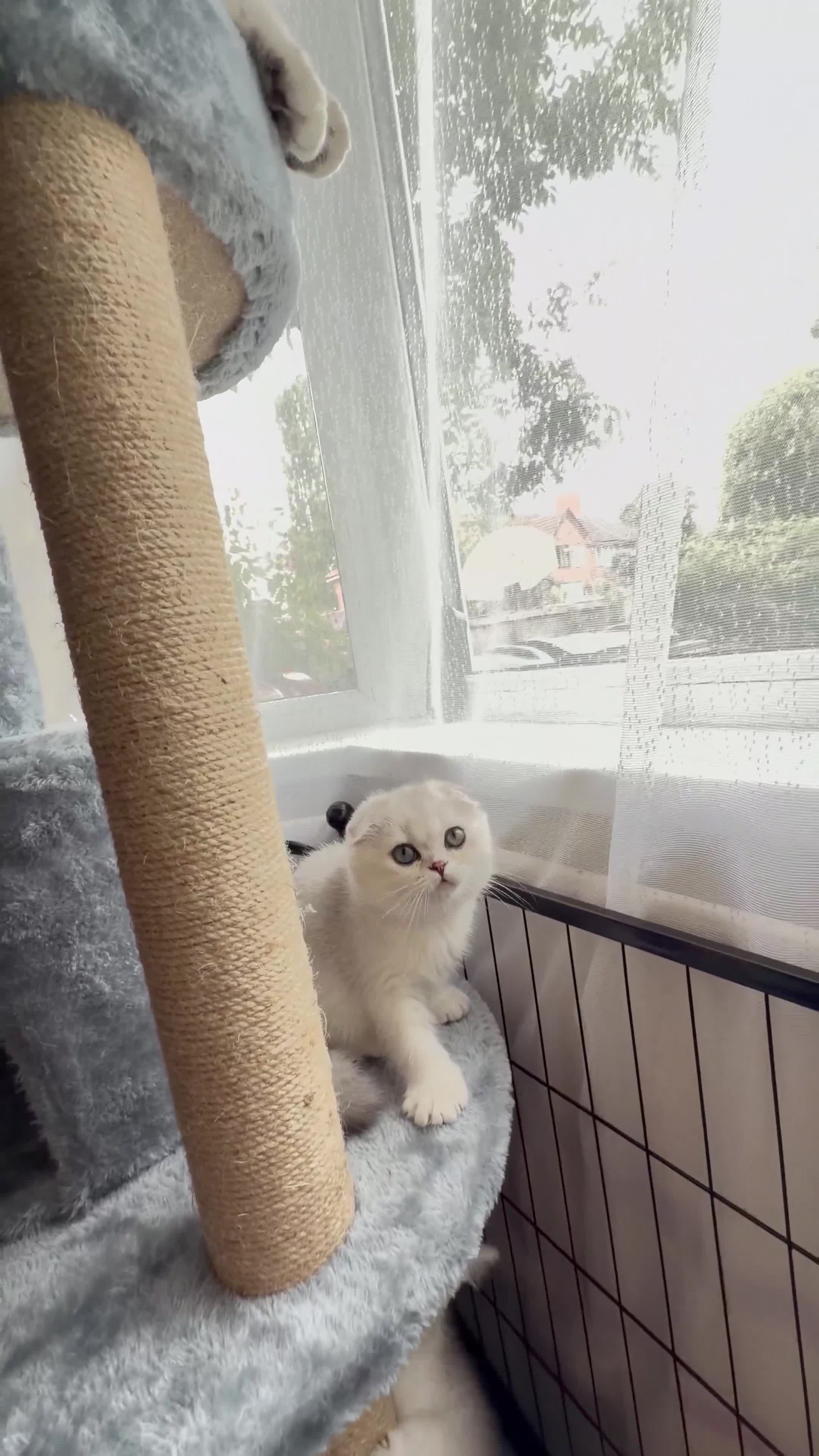 Scottish Fold cats for sale: Beautiful Chinchilla Scottish fold & Straight 💞🐾 - Video 5