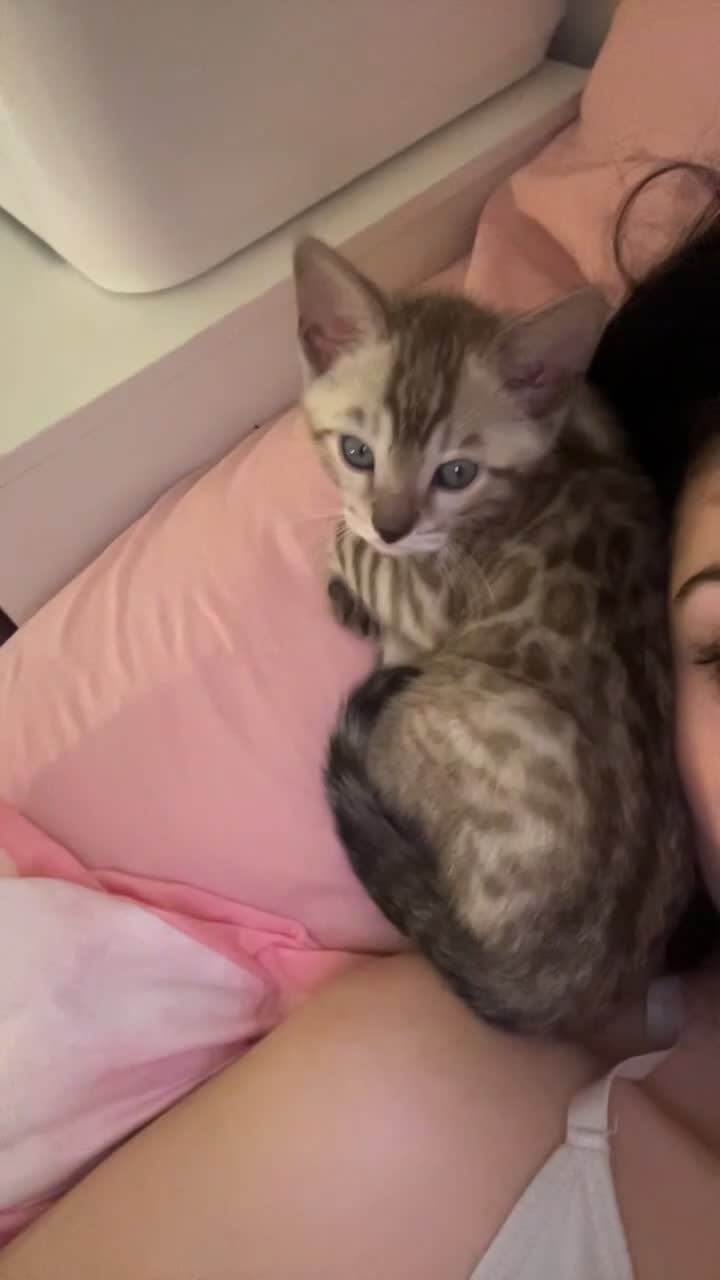 Bengal cats for sale: Bengal kitten - Video 1