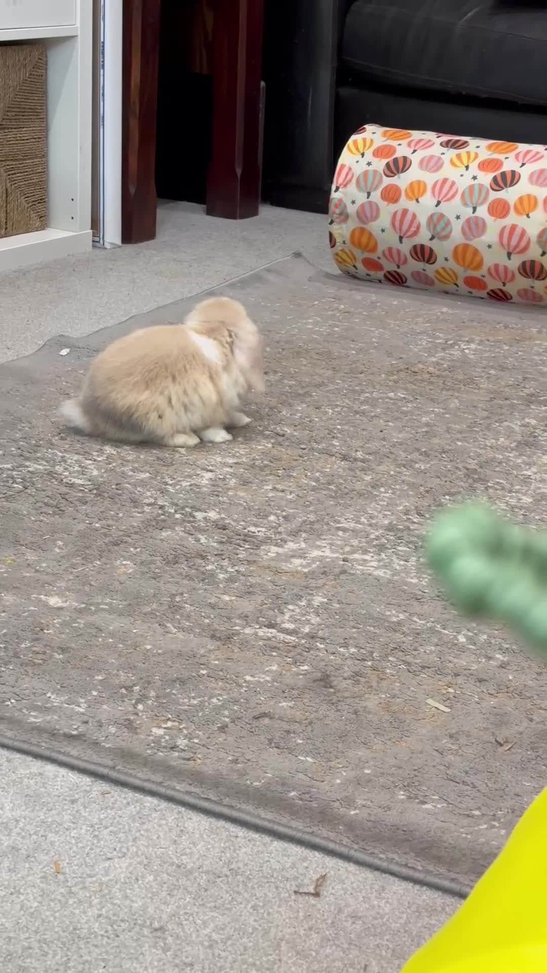 Mini Lop rabbits for sale: Born 15th March - 1 baby boy - ready 9th/10th May - Video 1