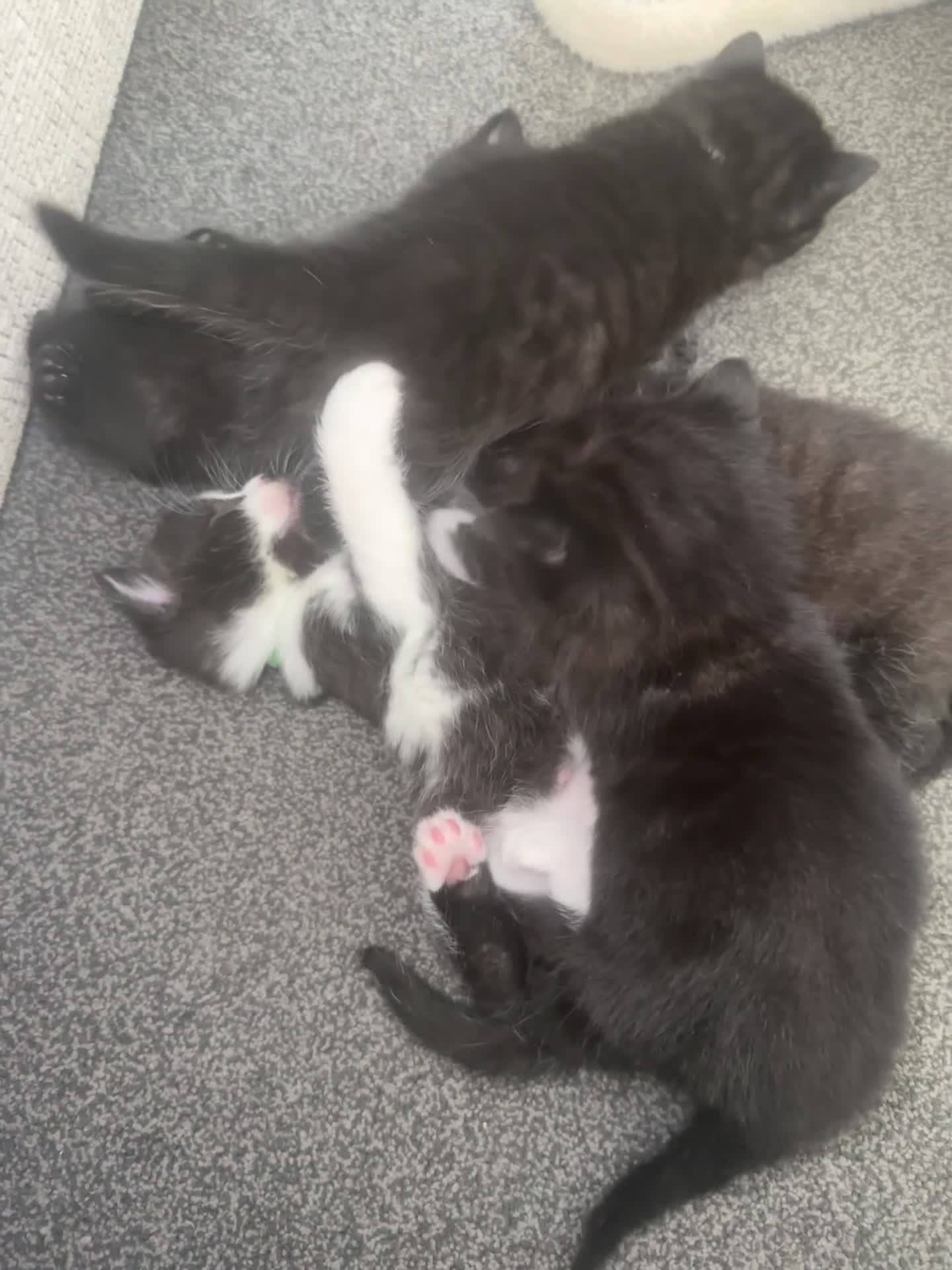Mixed Breed cats for sale: British Shorthair Cross Kittens - Video 2