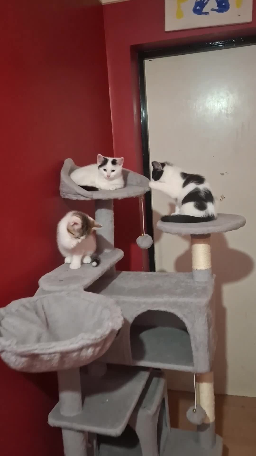 Turkish Van cats for sale: Kittens For Sale  in London - Video 1