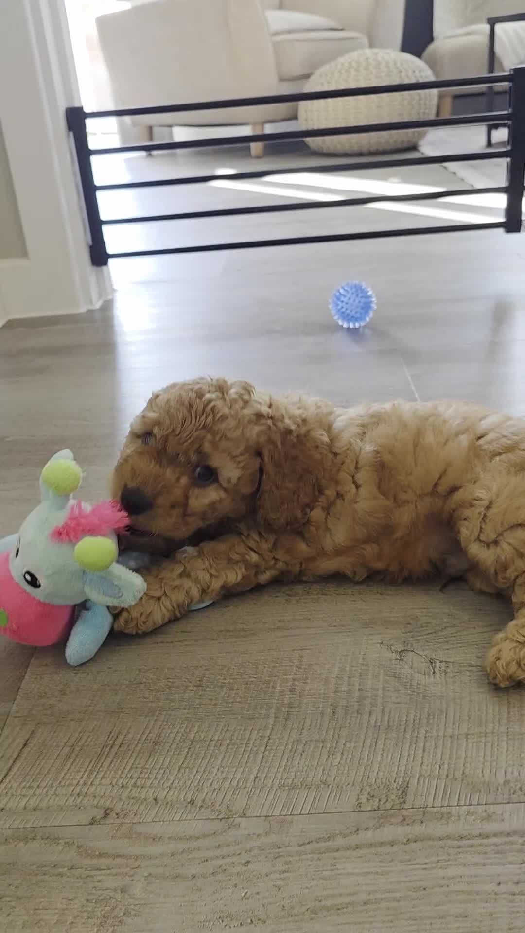 Cockapoo dogs for sale: 2 ADORABLE male Cockapoo puppies available!  - Video 4