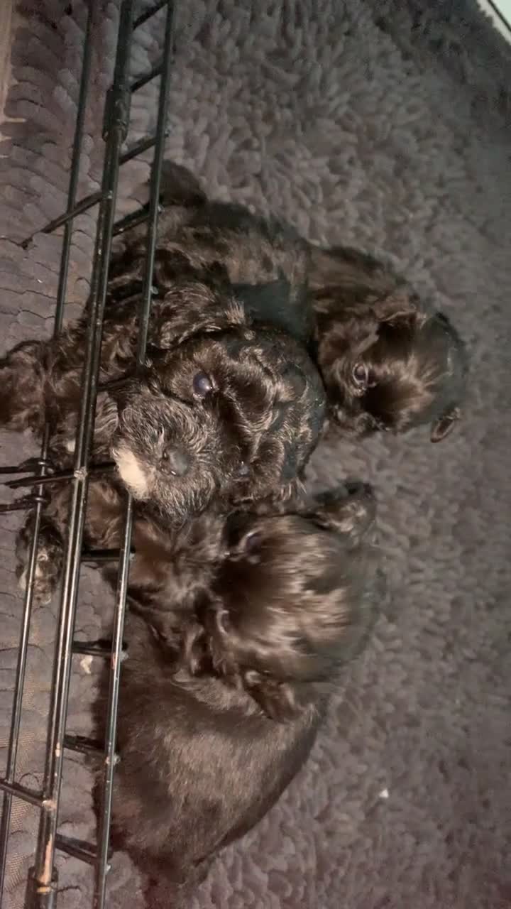 Shihpoo dogs for sale: Shihpoos  - Video 1