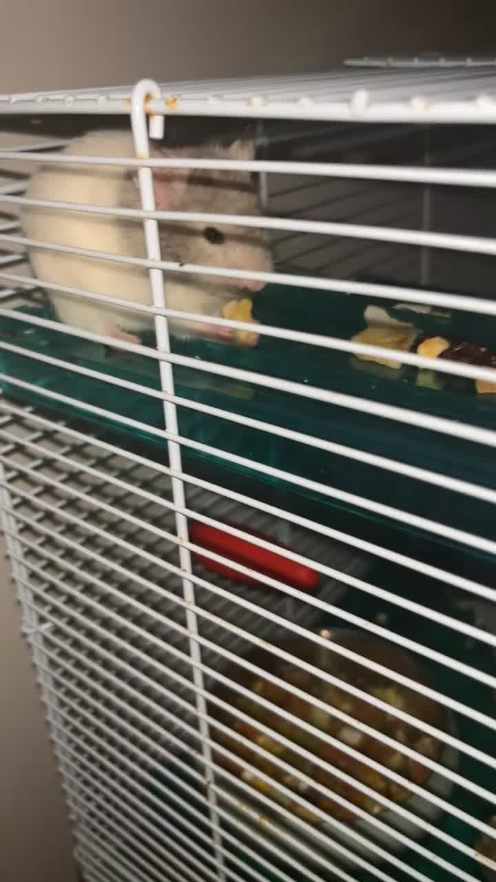 Hamster rodents for sale: Syrian Hamster for sale  in Burnley - Video 2