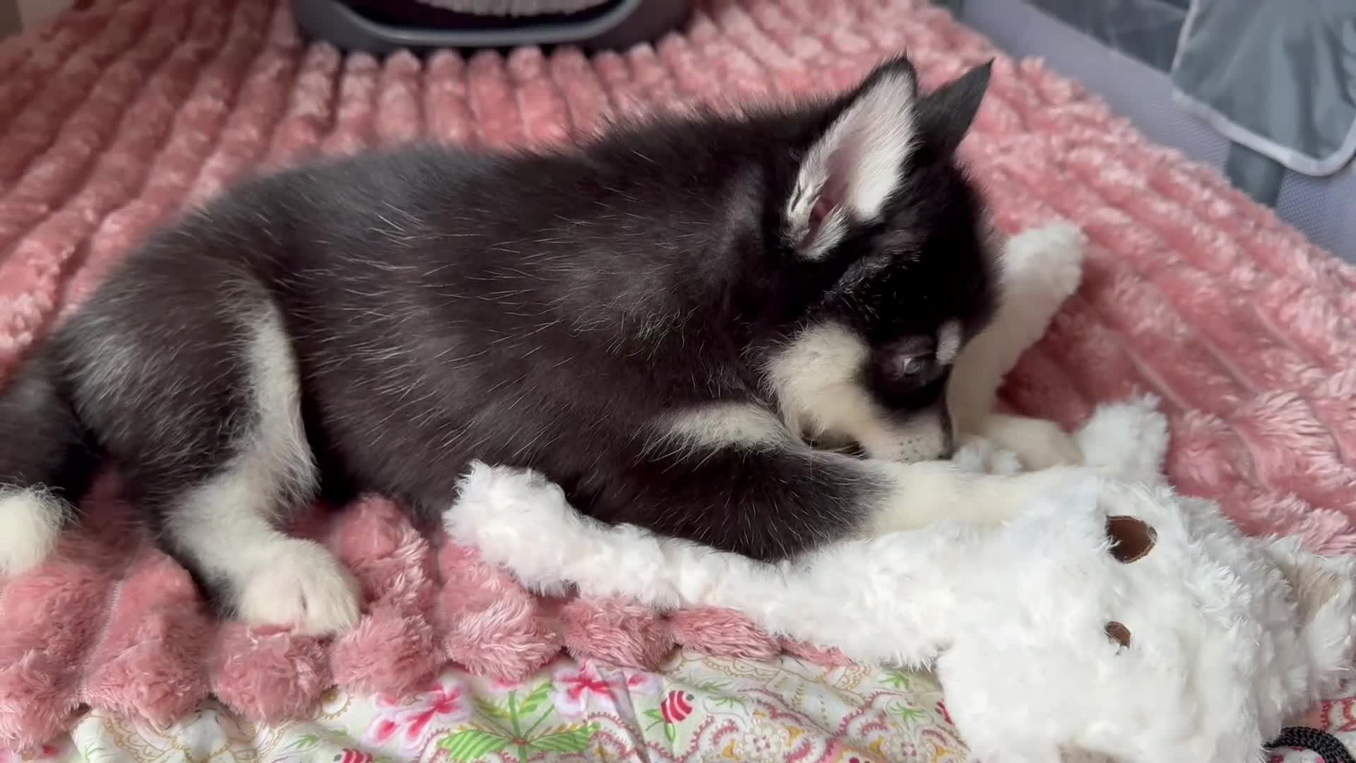 Mixed Breed dogs for sale: Crufts Line Husky x Malamute - Health tested 🐾 - Video 1