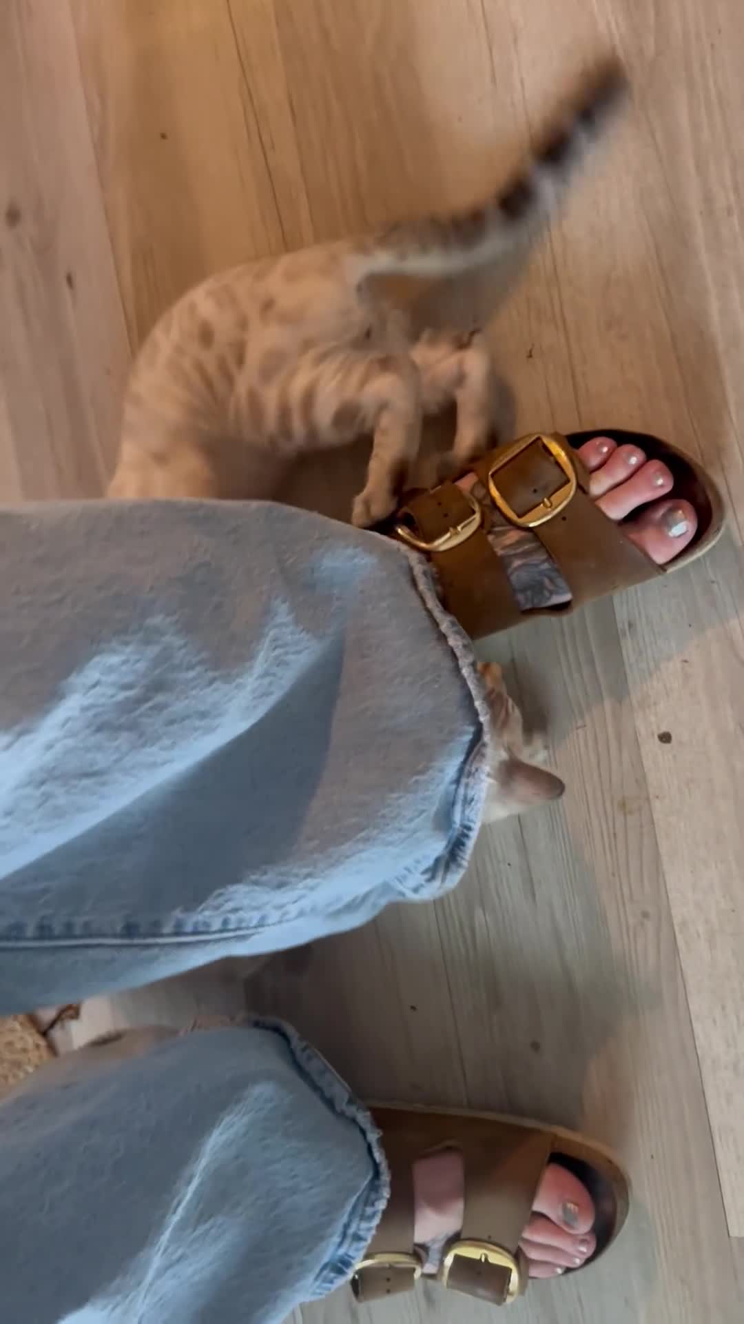 Bengal cats for sale: Snow lynx point bengal kittens  - Video 2