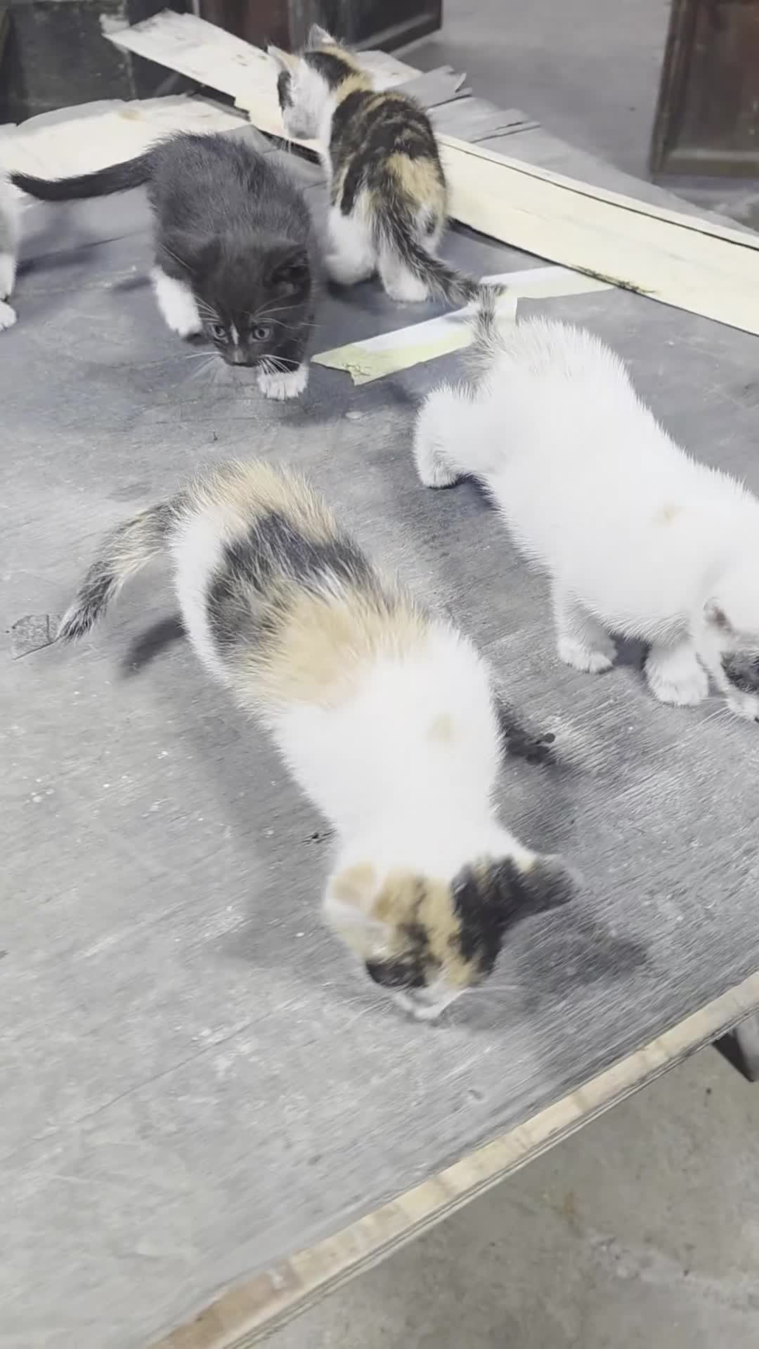 Mixed Breed cats for sale: kittens and mother are very friendly  - Video 3