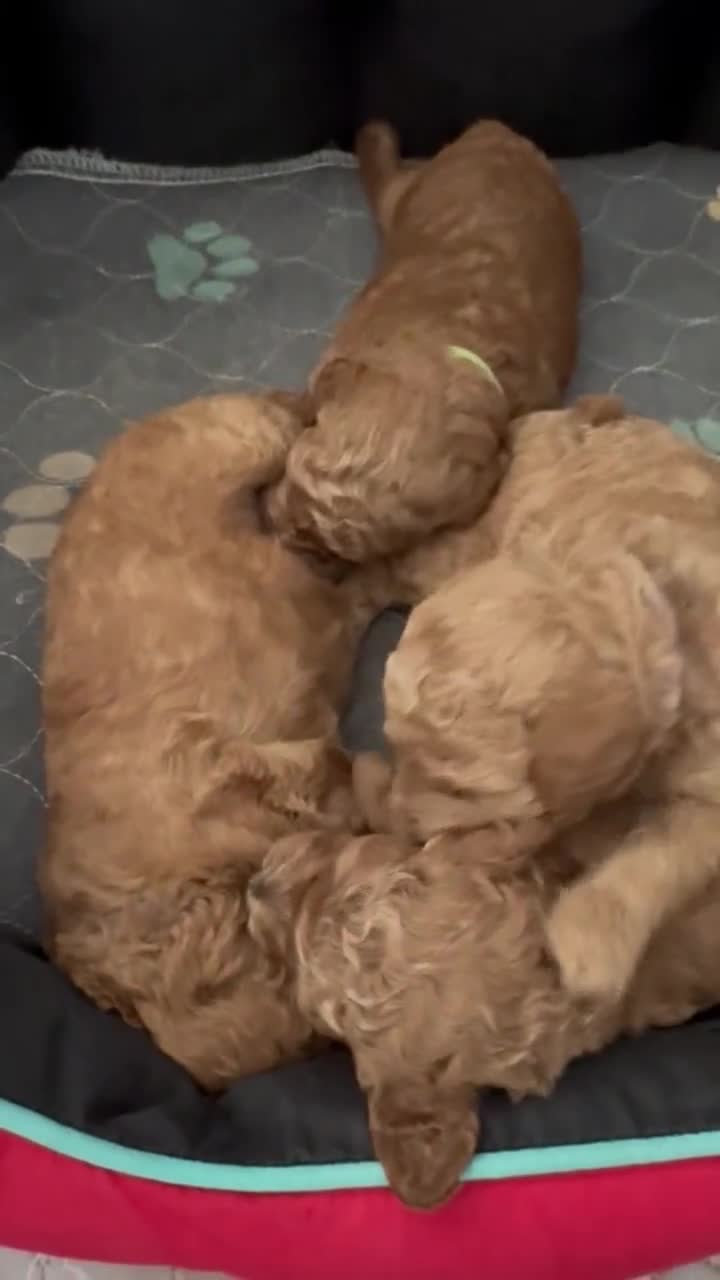 Toy Poodle dogs for sale: KC Registered Toy Poodle Puppies - Video 3