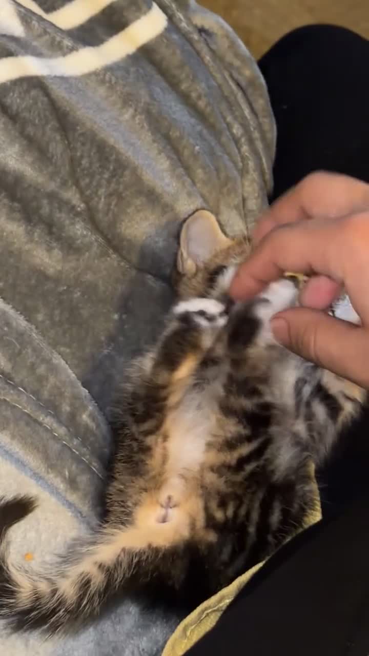 Mixed Breed cats for sale: Tabby n mixed breed kitten - Video 1