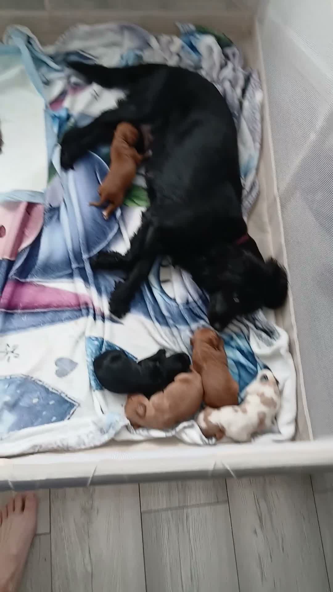 Cocker Spaniel dogs for sale: 4 cocker-spaniel 3 ginger female and 1 black boy - Video 1