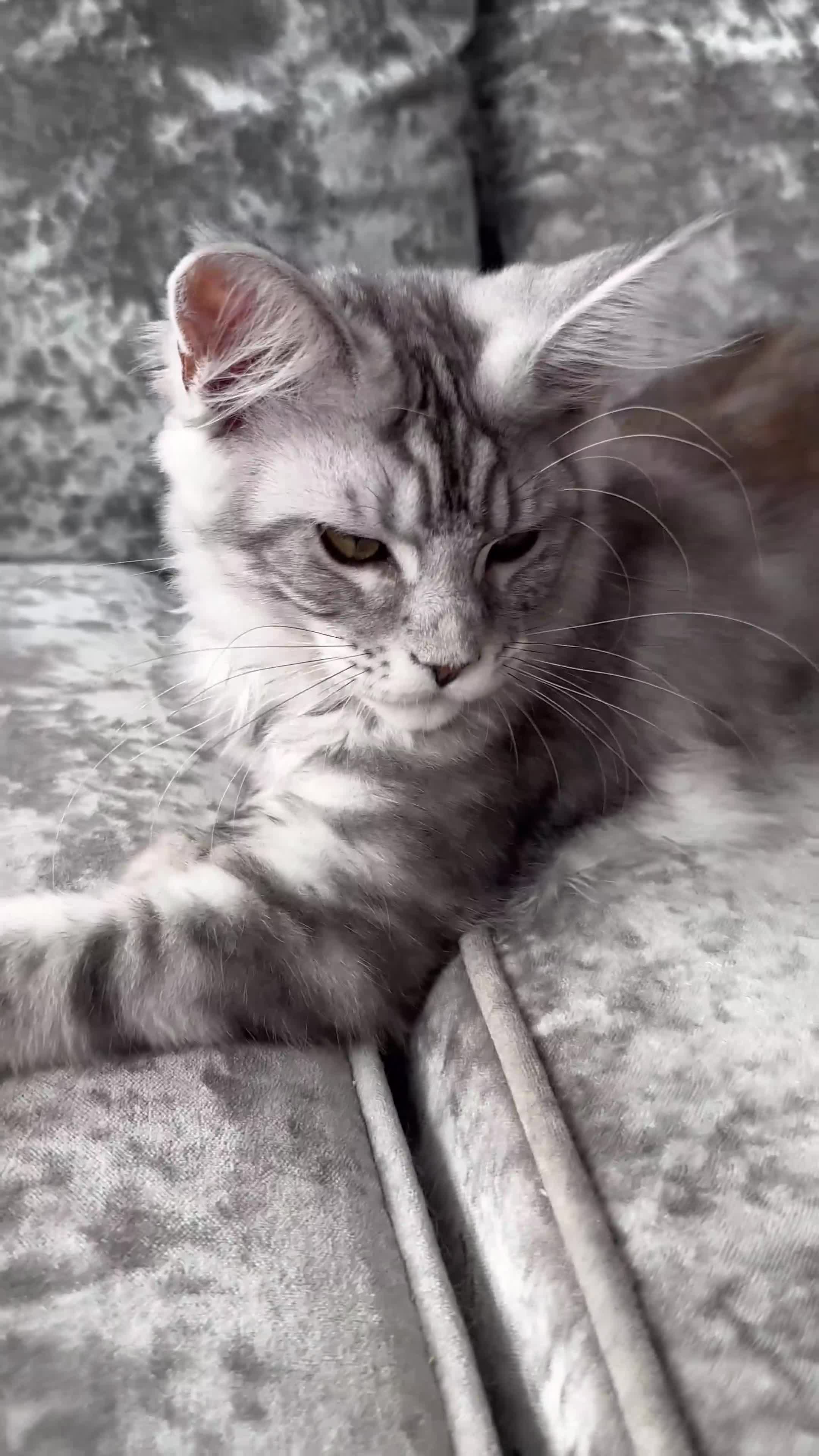 Maine Coon cats for sale: XXL Maine Coons Kittens Champion Sired  - Video 1