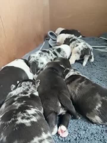 Mixed Breed dogs for sale: Cute Olde English Bulldog & Pug/Frenchie 4 sale - Video 1