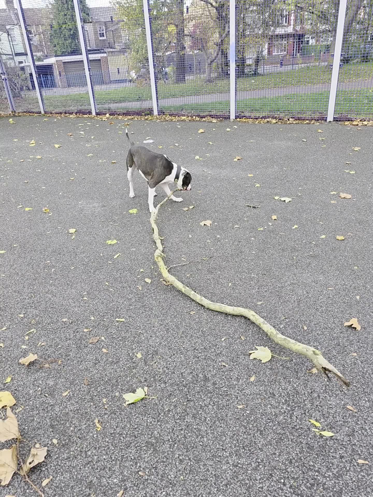 Mixed Breed dogs for sale: 2 year old Staffy x Pit Rocky. Needs loving home. - Video 2