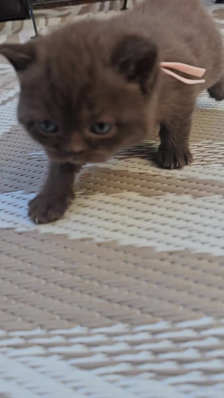 British Shorthair cats for sale: British Shorthair kittens - Video 4