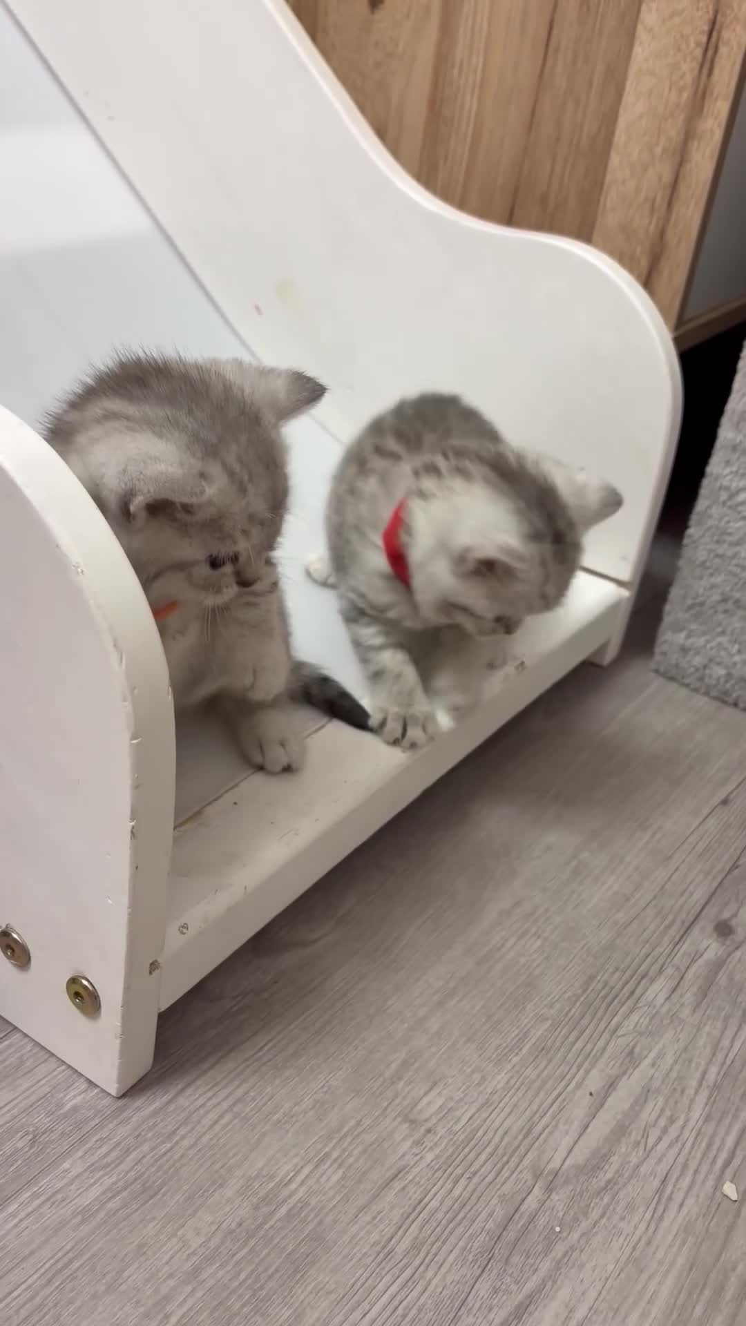 British Shorthair cats for sale: Stunning BSH Adorable kittens - Video 2