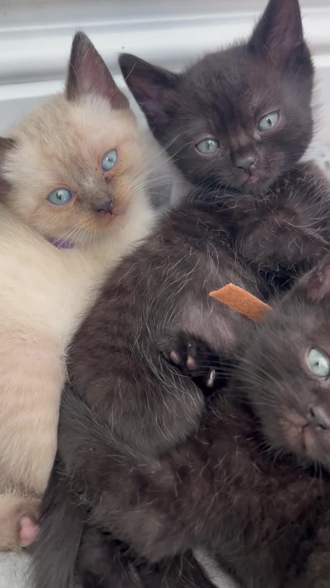 Siamese cats for sale: British Shorthair x Siamese Kittens - Video 1