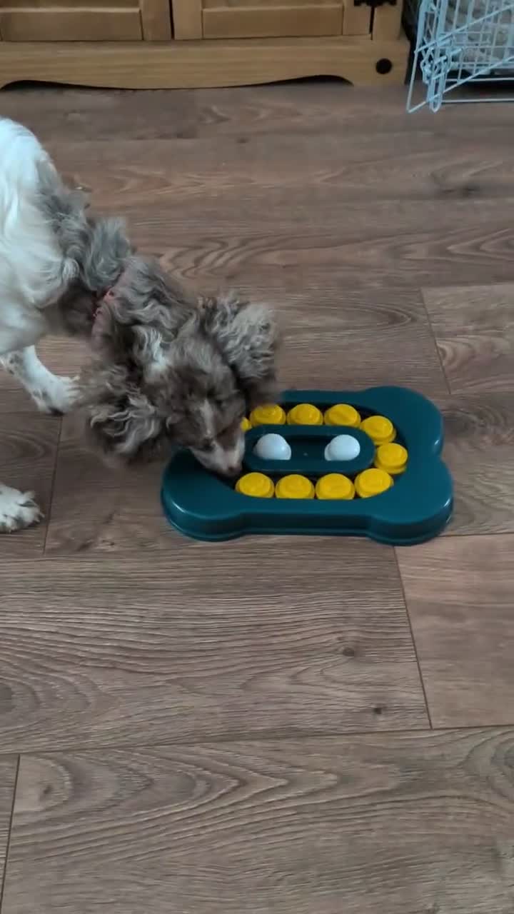 Cockapoo dogs for sale: Brindle cockapoo  - Video 1