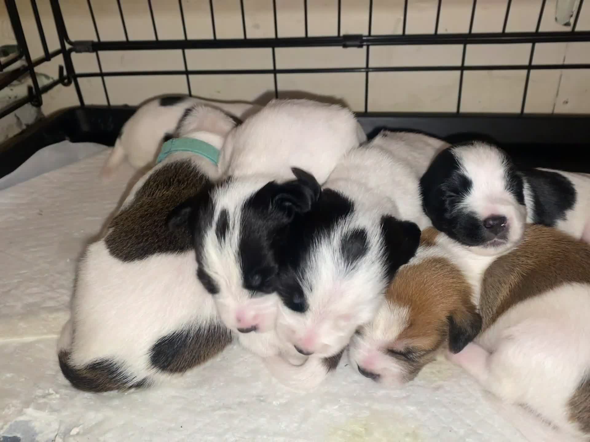 Jack Russell dogs for sale: Jack Russel terrier mix puppies not pure!  - Video 3