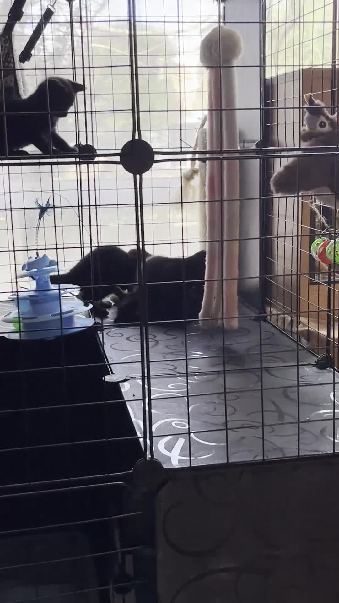 Bombay cats for sale: Adorable Bombay Kittens Looking for Loving Homes in Farnborough - Video 1