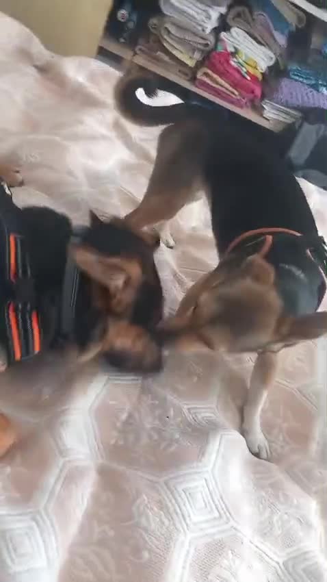Mixed Breed dogs for adoption: 💙MARCO💙-  1 year old, a lower-medium/medium boy  - Video 1