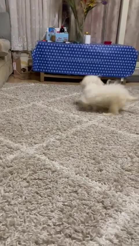 Maltese dogs for sale: Beautiful Jake Maltese boy puppy - Video 3