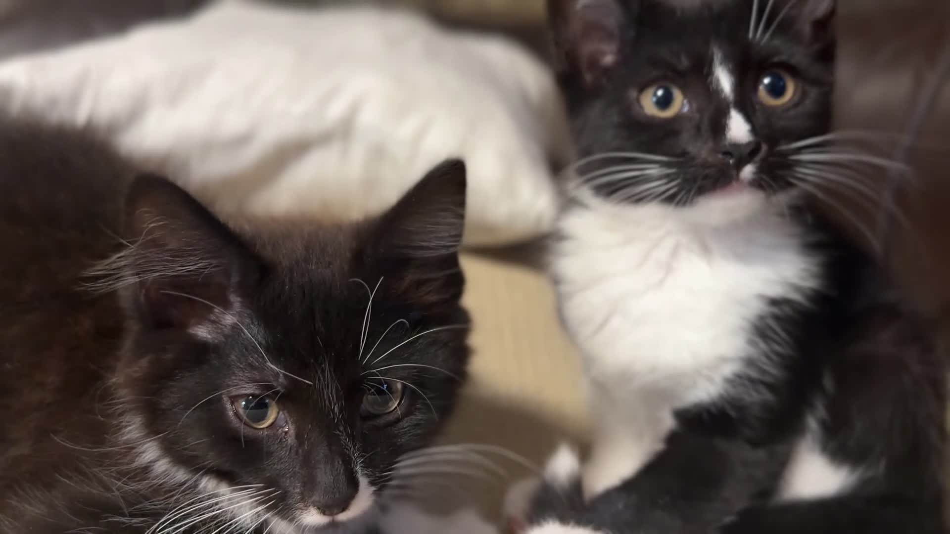 Mixed Breed cats for sale: Mixed breed chocolate brown and white kittens  in Birmingham - Video 1