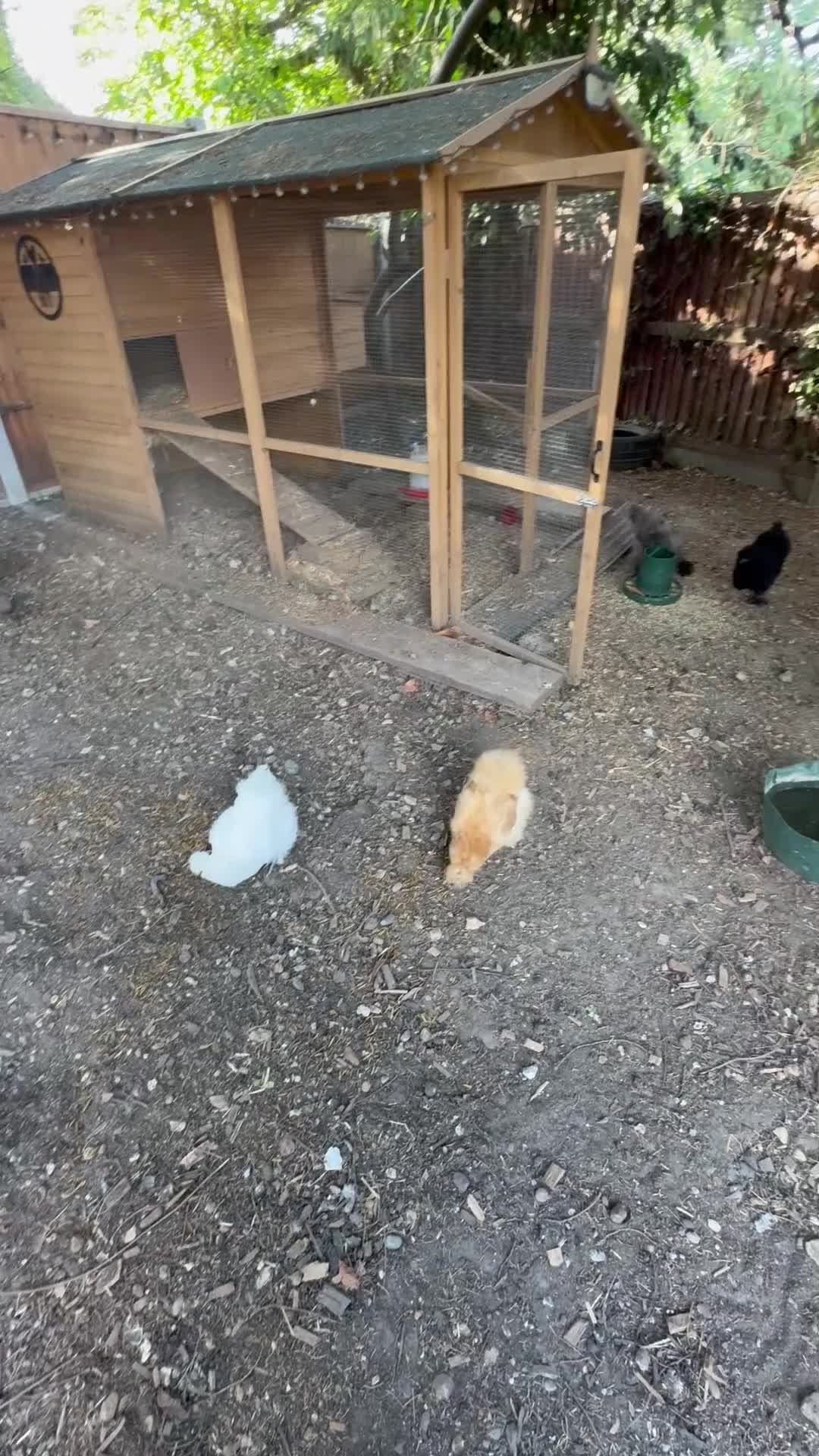 Chickens poultry for sale: 5 silkie chickens free to loving home  in Colchester - Video 1