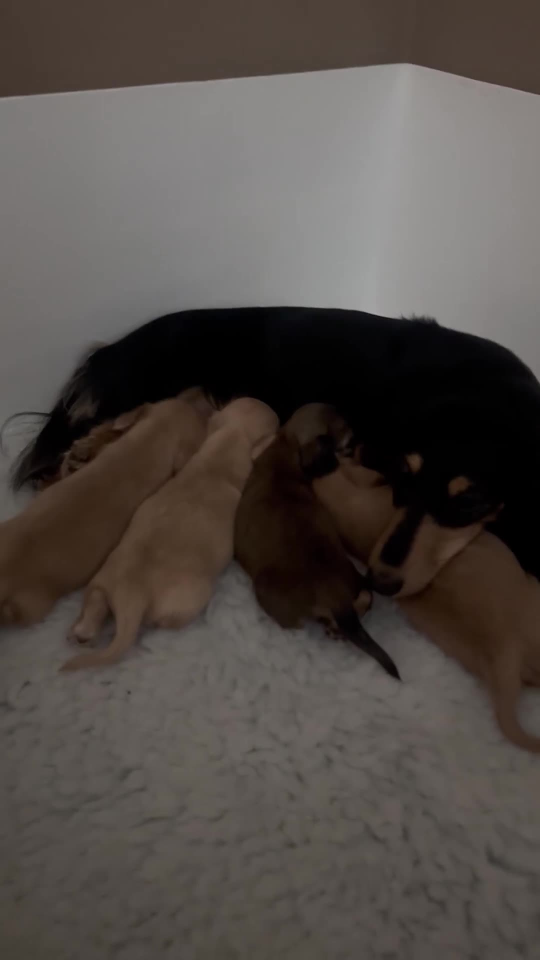 Miniature Dachshund dogs for sale: Stunning long haired miniature dachshund  - Video 3