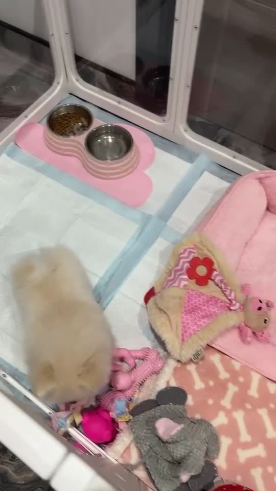 Pomeranian dogs for sale: REDUCED!, last Pomeranian girl🎀🌸 - Video 1