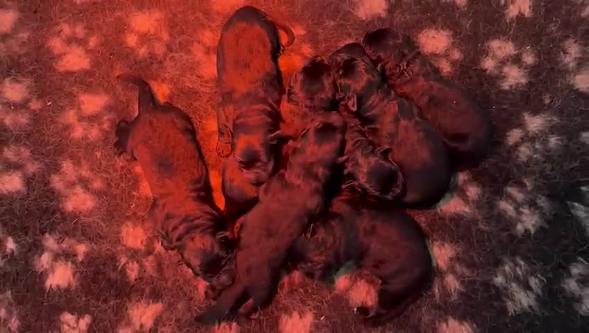 German Shepherd dogs for sale: Quality Litter GSD Puppy’s @icepack - Video 1