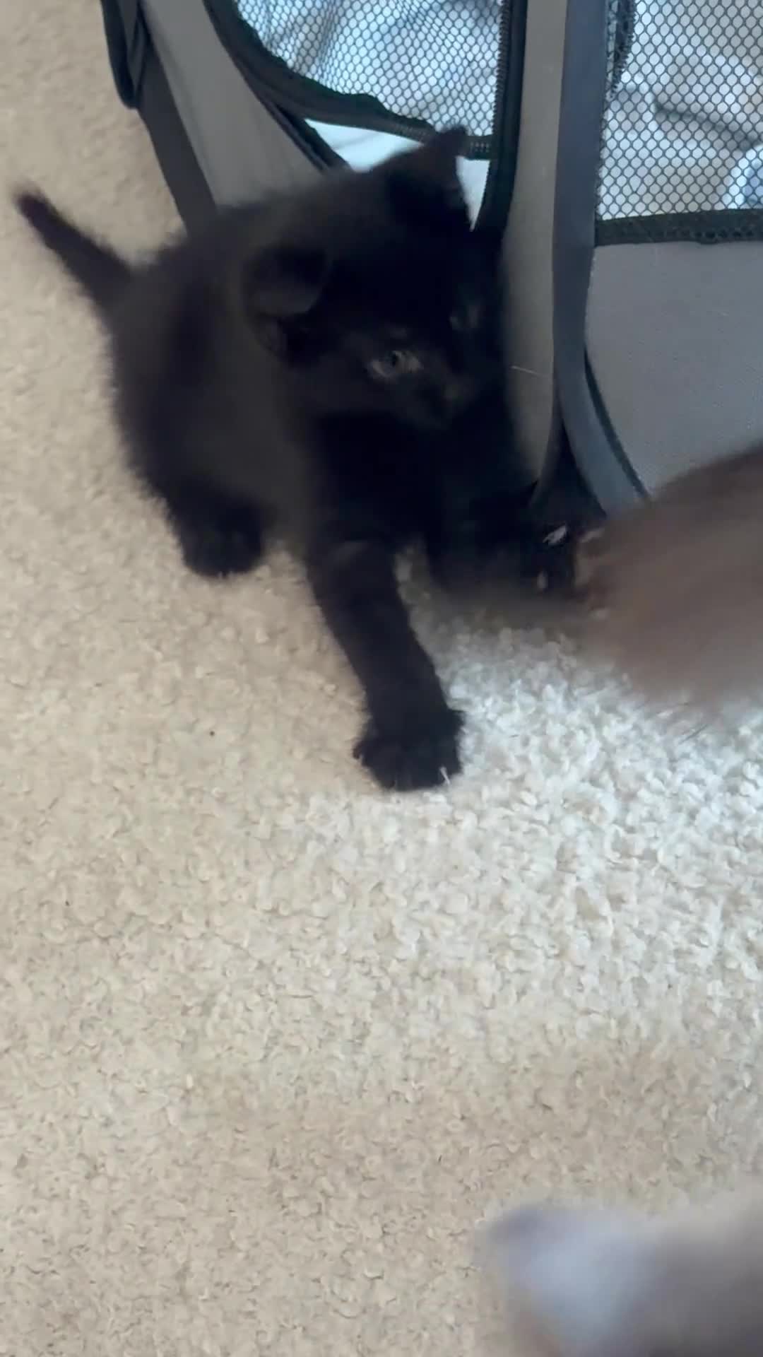 Mixed Breed cats for sale: 2 remaining kittens- £120 each or £220 for both  - Video 1