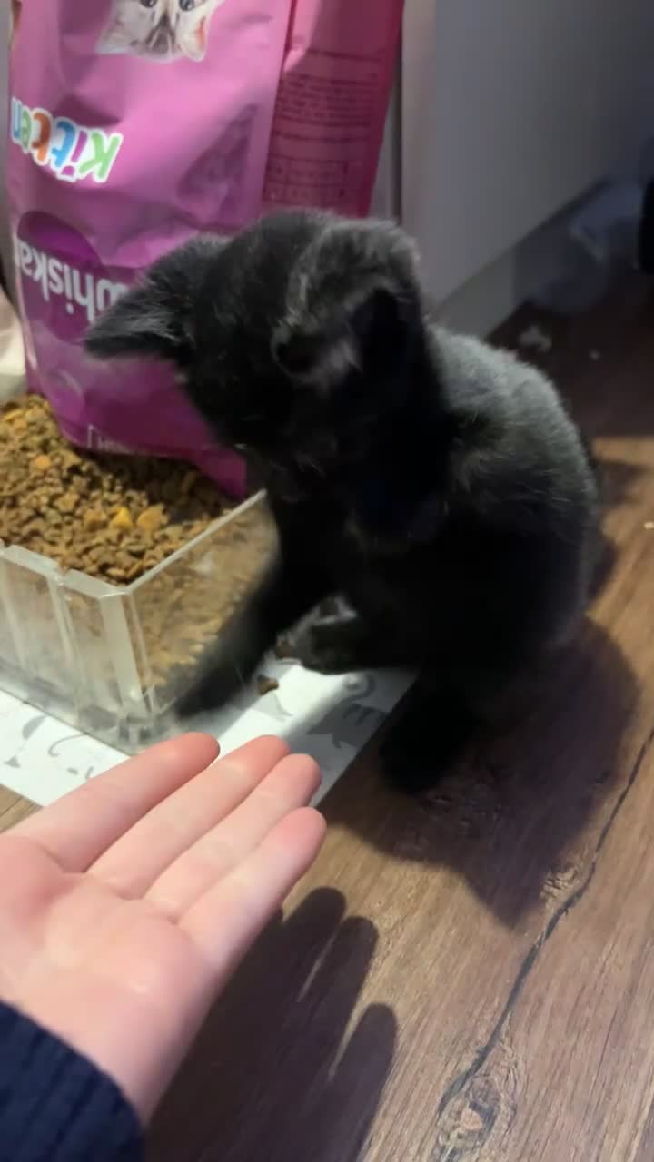 Mixed Breed cats for sale: 4 pretty kittens - Video 4