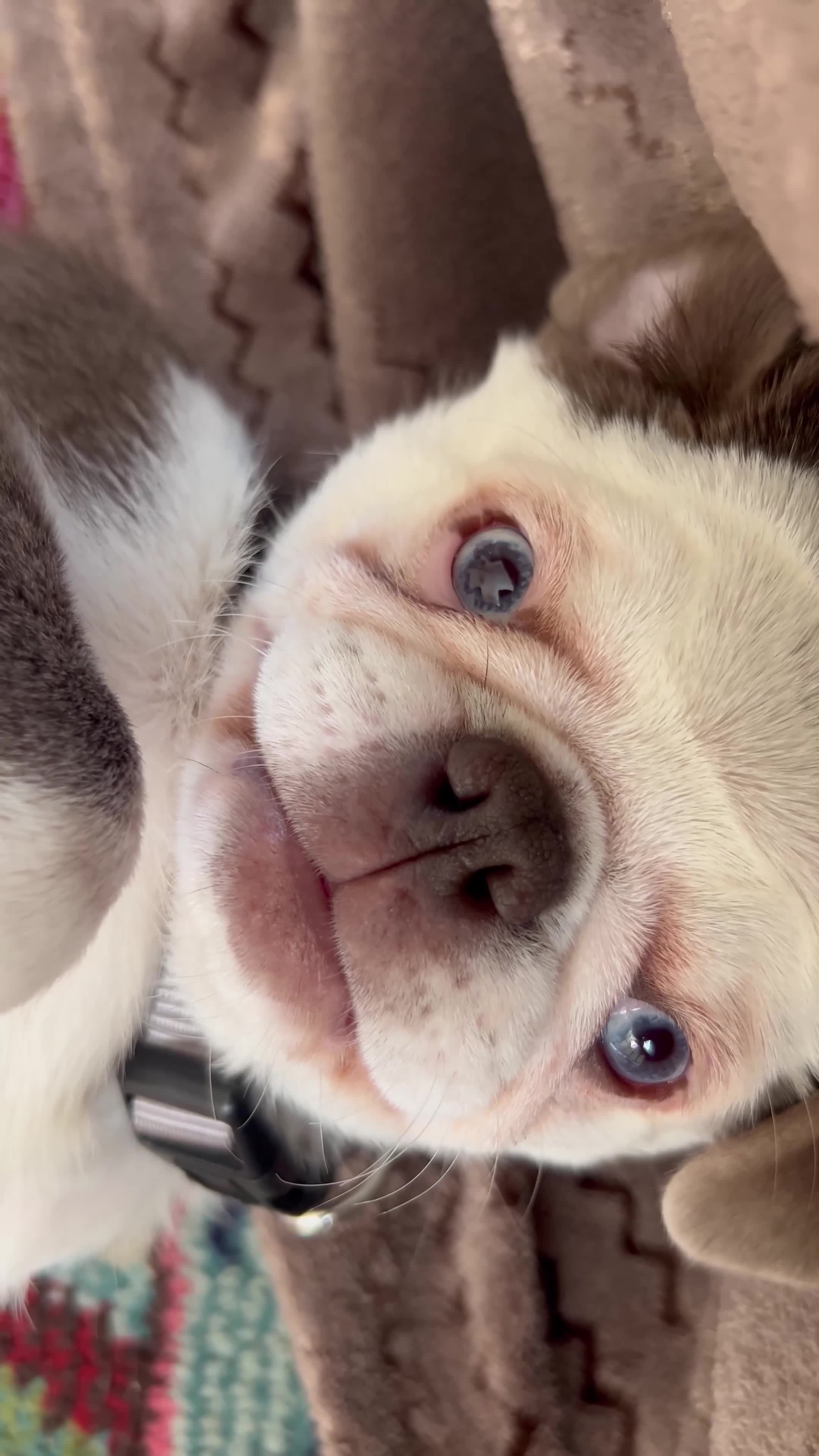 Jug dogs for sale: Molly the jug  - Video 3