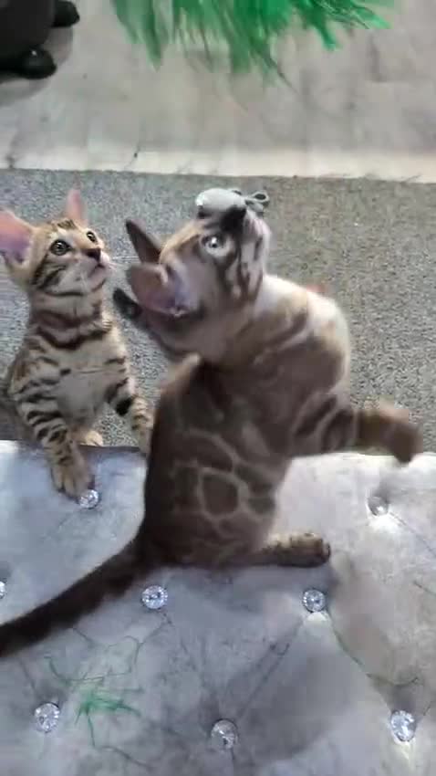 Bengal cats for sale: 🔥✨Pedigree TICA-Registered Bengals - Video 4